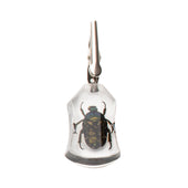 Roach Clip Chafer